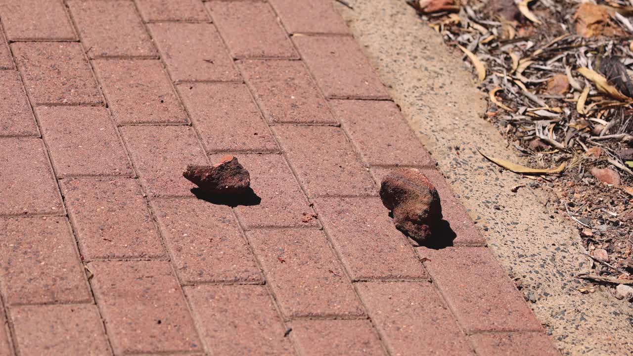 두 개의 바위가 함께 보행로를 가로질러 움직이고 있습니다.