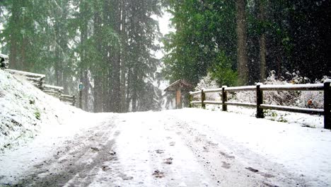 Straße-Und-Bäume-Mit-Schnee-Bedeckt