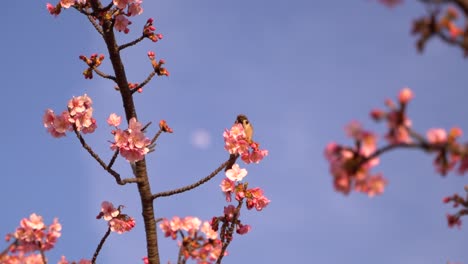 Pequeño-Pájaro-Gorrión-En-El-Cerezo-De-Sakura-Contra-El-Cielo-Azul