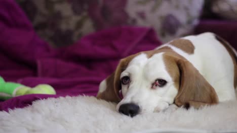vista estática de un beagle acostado y mirando alrededor sobre una alfombra blanca y moviendo la oreja