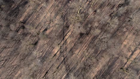 aerial: top view of brown colour tree forest with long shadows on the ground