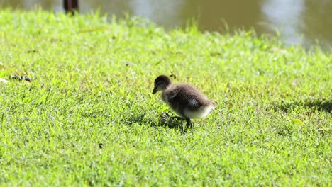 a duckling trails behind its parent outdoors.