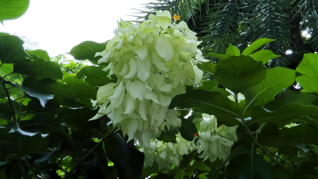 Vita Mussaenda-blommor som blommar i en frodig tropisk trädgård