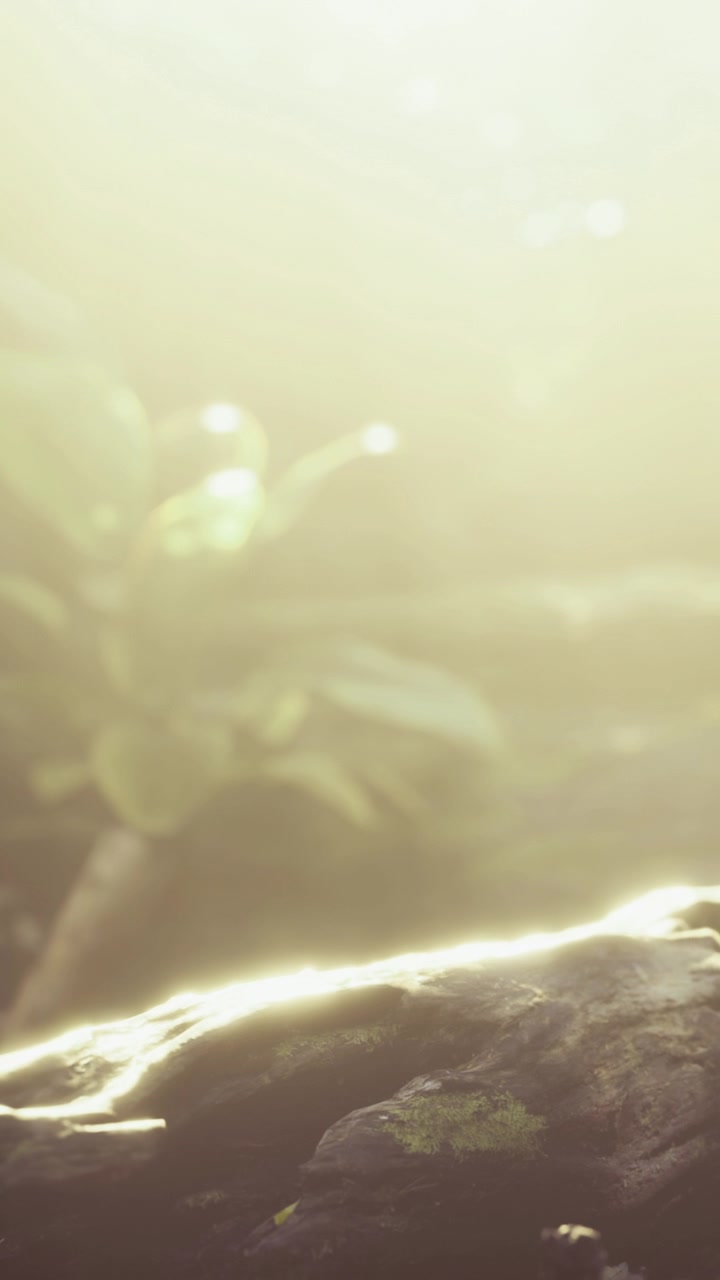 Sunlight shines on rocks and plants in a forest during morning hours