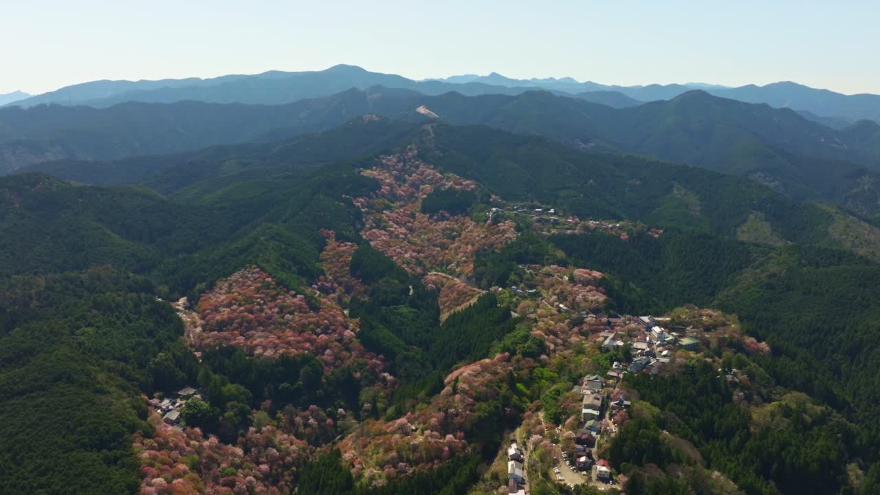 Aerial slow motion panoramic view of Japan Cherry Blossom pink flowers in Spring at Mount Yoshino landscape