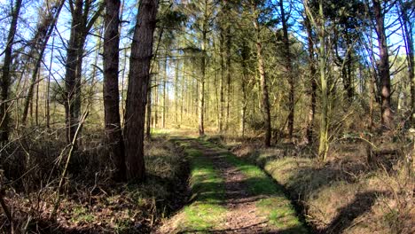 Weg-Durch-Den-Wald.-Schöne-Landschaft