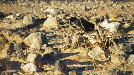 lone black raven perched on rock seen through dry shrub at death valley