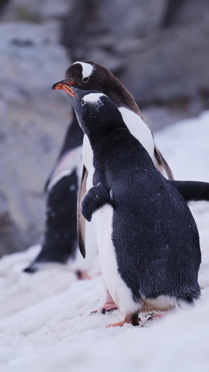 niños pingüinos en la antártida, madre alimentando al bebé, pingüinos gentoo y antártida vida silvestre y animales en la península antártica, video vertical para redes sociales, instagram reels y tiktok