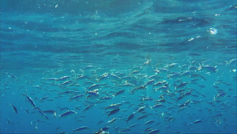 a flock of red sea flusilier fish feeds on plankton in the sun