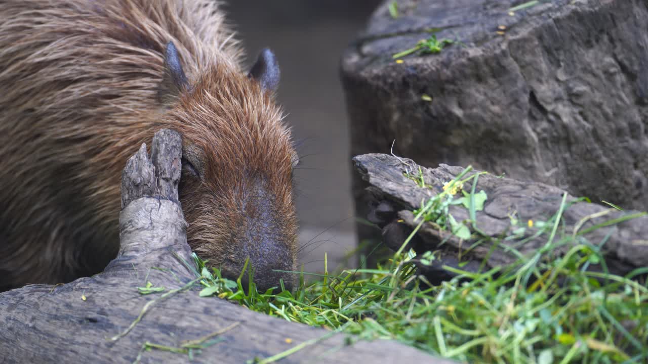 The capybara is a rodent that is enjoying its meal and swimming leisurely in a pool with calm water.