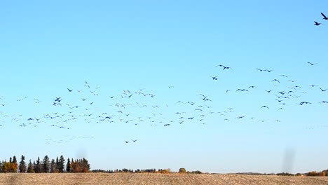gran bandada de aves migratorias volando sobre una tierra de cultivo de canadá