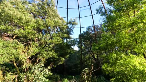 birds in a lush, enclosed aviary habitat