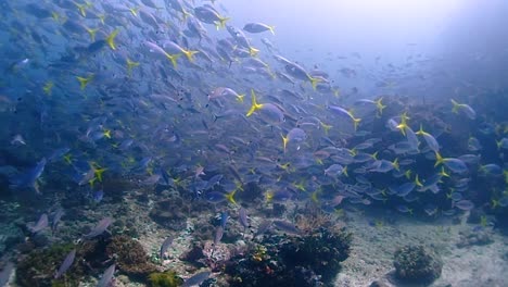 Umgeben-Von-Blauen-Füsilieren,-Die-Wie-Ein-Tornado-Unter-Wasser-Umherschwimmen