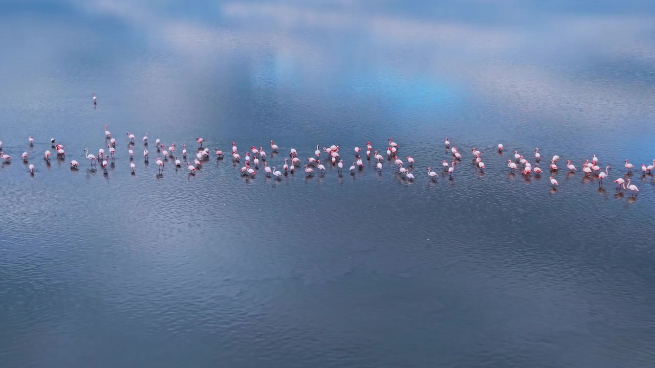 Flamingo line formation wading through blue reflective lake. Aerial view of pink birds in a row on still water with cloud reflections and soft tones.