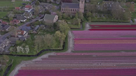 Reveal-shot-of-rural-town-Aartswoud-with-church-near-tulip-flower-field,-aerial