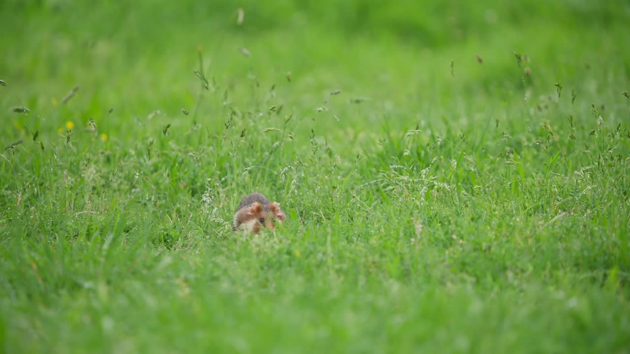 European hamster glances at camera then vanishes into grass burrow