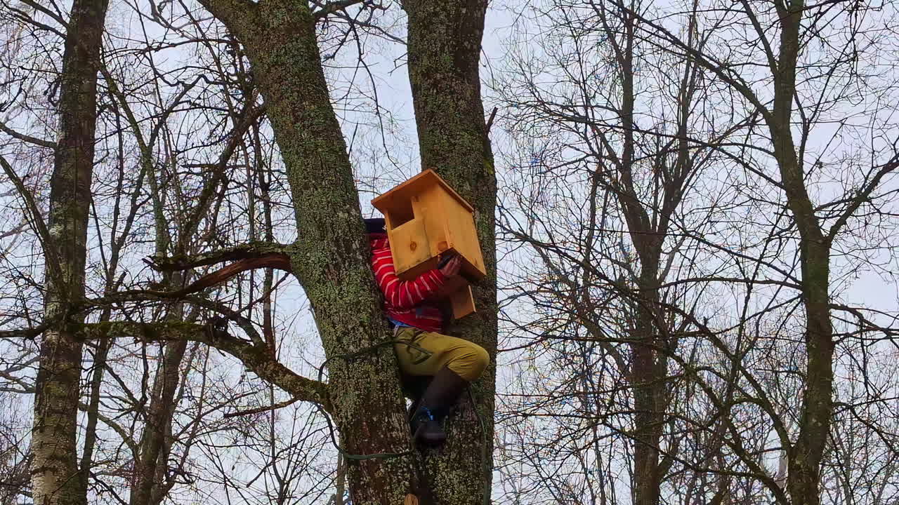Installing an owl, hawk, or falcon wooden nesting box high in a tree