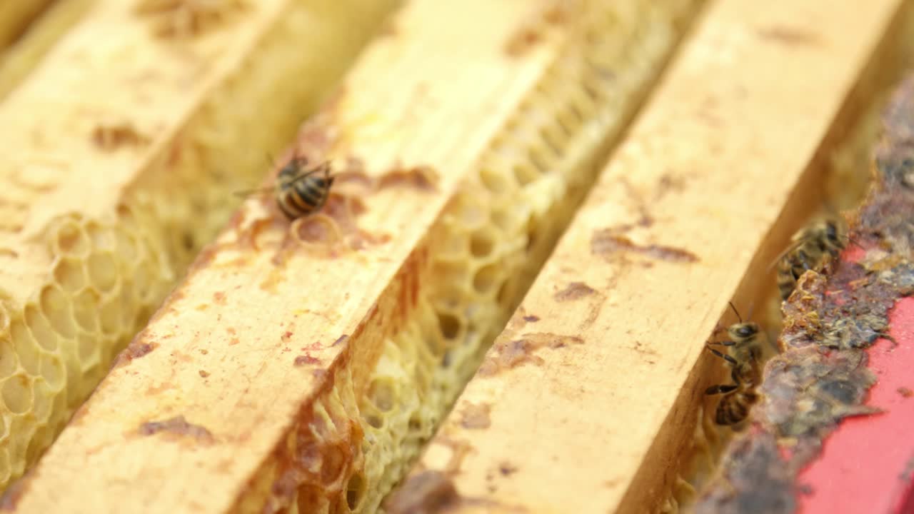 Macro shot of bees in a man made beehive full of honey
