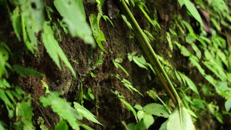 a rufous-backed kingfisher or ceyx rufidorsa bird came out its nest which was a hole in a cliff filled with leaves