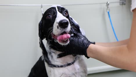 el happy spaniel tiene un baño de lujo en el spa para perros.