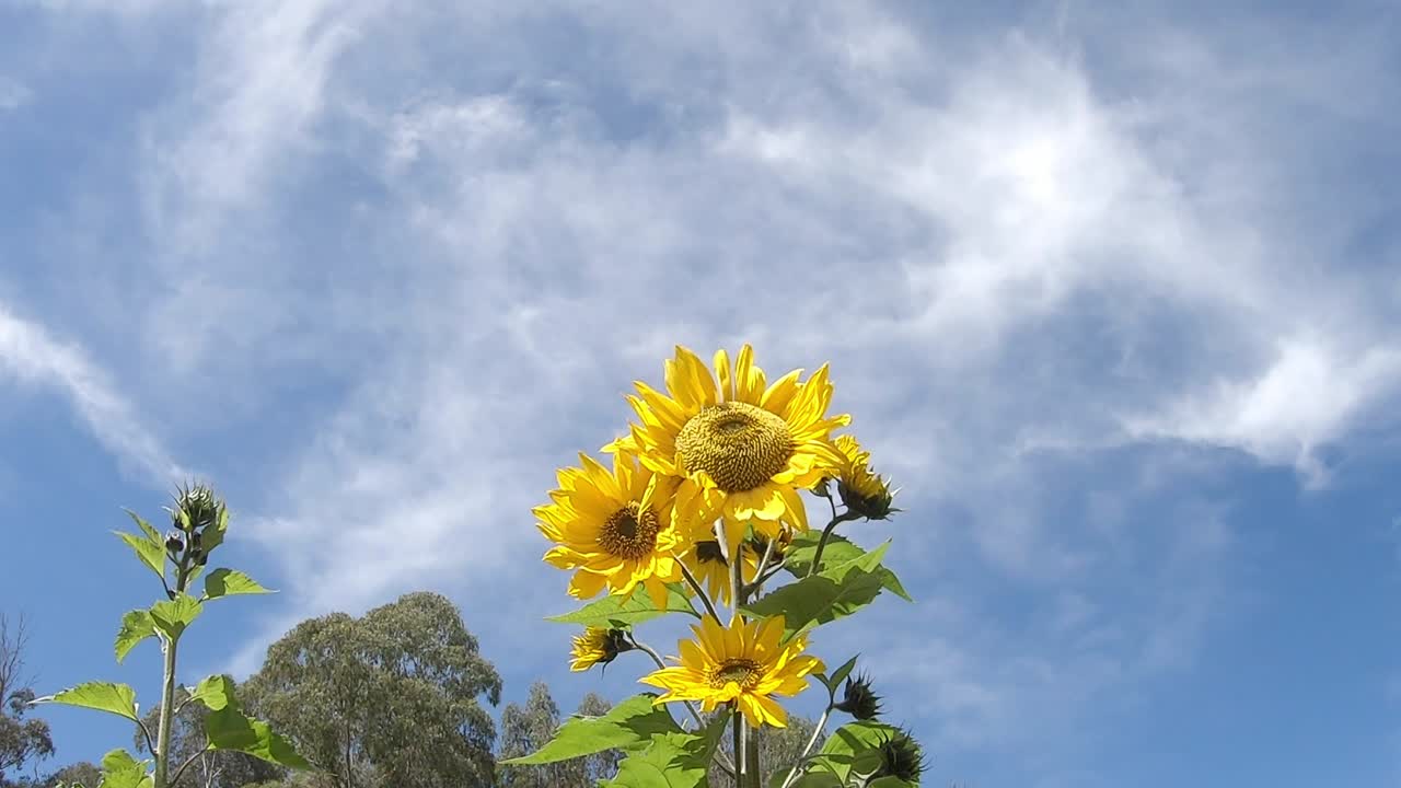 gran girasol con hermosas imágenes de fondo de cielo azul claro