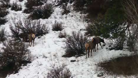 elks grazing amidst a wintry landscape adorned with snow-covered foliage in boise national forest, idaho, united states - static shot