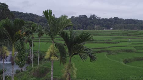 Orbita-Alrededor-De-Las-Palmeras-En-La-Cascada-Waikelo-Sawah-Durante-Un-Día-Nublado,-Antena