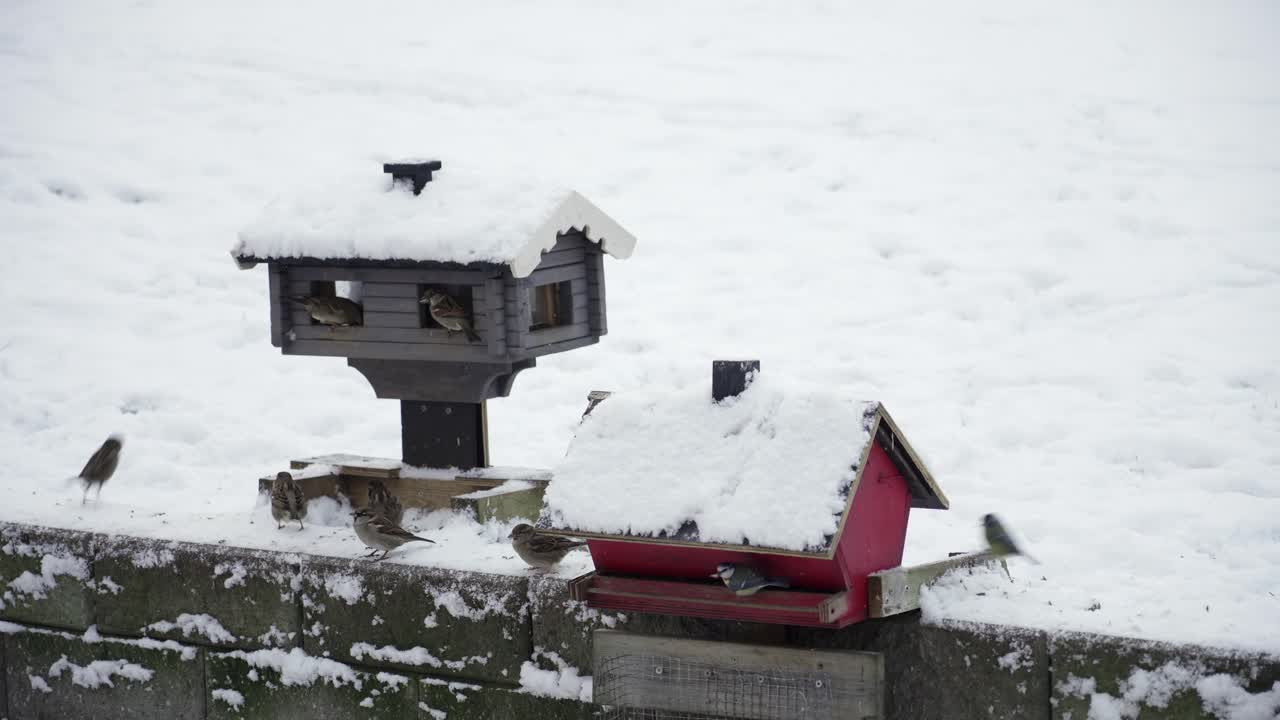 Overwintering songbirds eat seeds from two bird house after  heavy snowfall in Sweden.