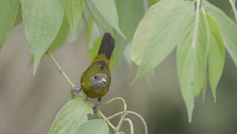 Tangara-De-Rabadilla-Escarlata-Hembra-Enérgica-Alimentándose-De-Semillas-Maduras-Antes-De-Volar