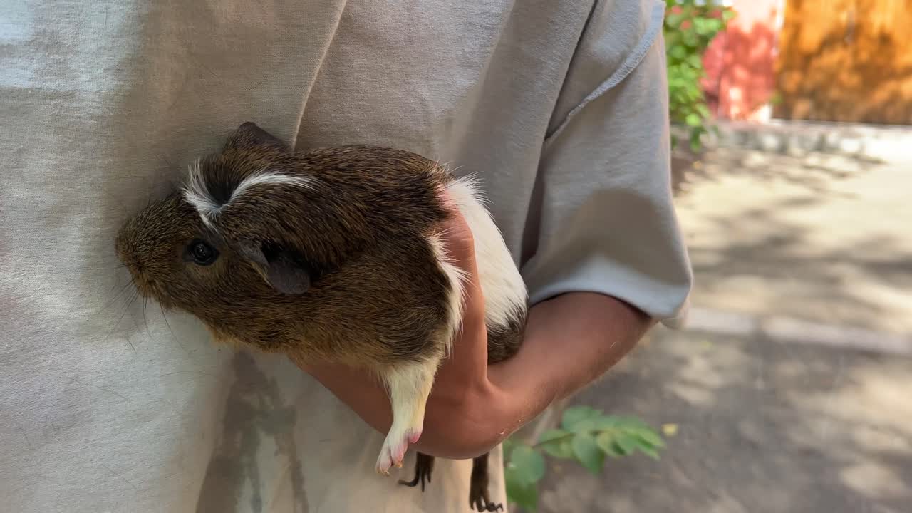 기니피그 를 들고 있는 아이