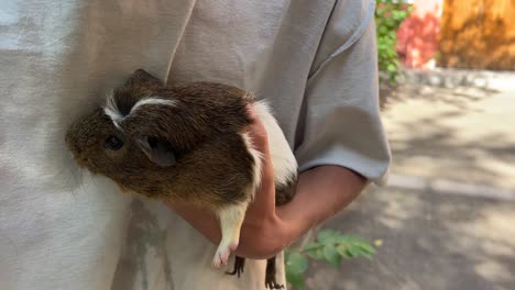 child holding a guinea pig