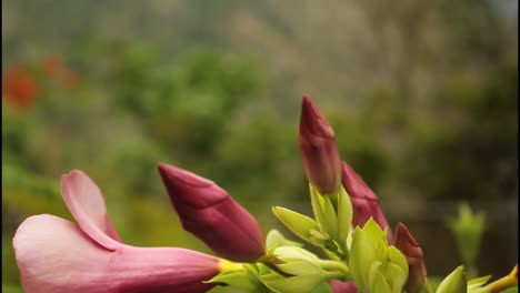 close-up of blooming pink and purple flowers