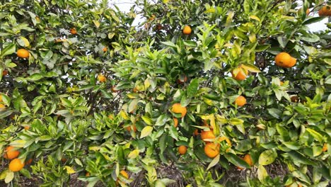 Tracking shot along a row of orange trees in citrus orchard