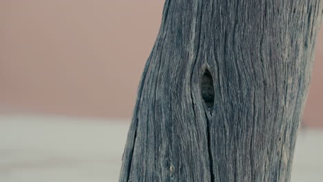 close-up of an old tree trunk