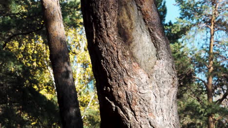 close-up of a pine tree trunk in a forest