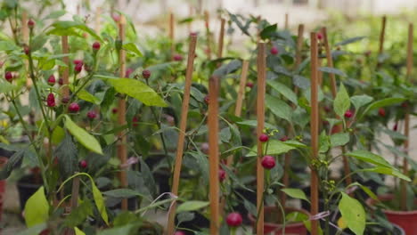 chili pepper plants in a greenhouse