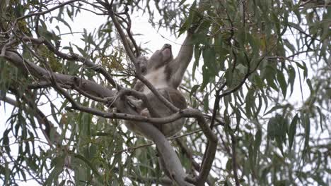 Australian-iconic-Koala-reaches-up-and-grabs-a-branch-of-an-Eucalyptus-tree-and-eats-the-leaves