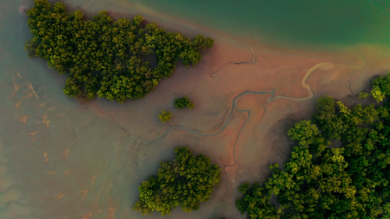 Aerial View of Mangrove Forest and Intertidal Zone