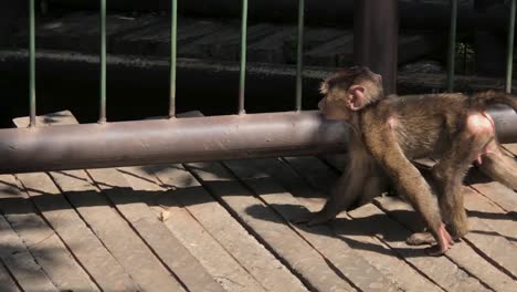 Pequeño-Mono-Jugando-En-El-Parque-Nacional-De-Nairobi-En-Medio-De-La-Pandemia-De-La-Corona