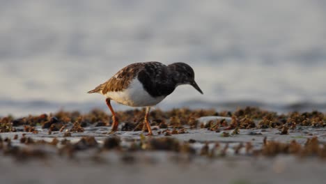 ruddy turnstone arenaria interpres forages along intertidal zone