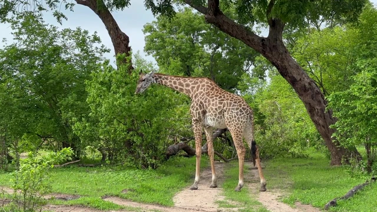 Giraffa di Thornicroft (Giraffa camelopardalis thornicrofti) che mangia foglie verdi fresche nel Parco Nazionale di South Luangwa, Zambia