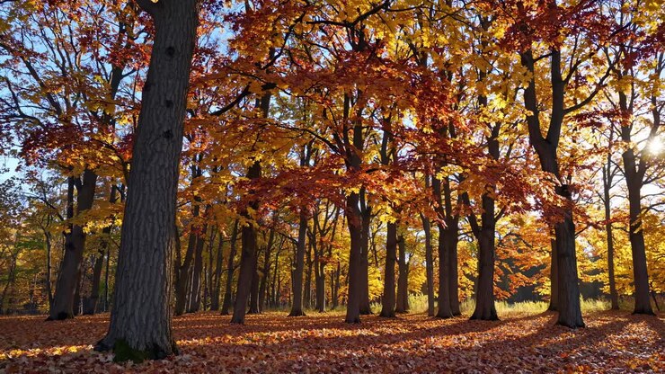 A serene forest scene with sunlight filtering through autumn leaves