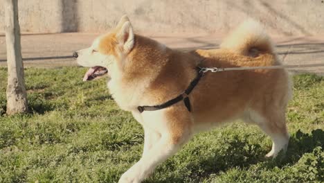 an akita inu dog on leash scratching its front paw on the grassy ground - close up slowmo