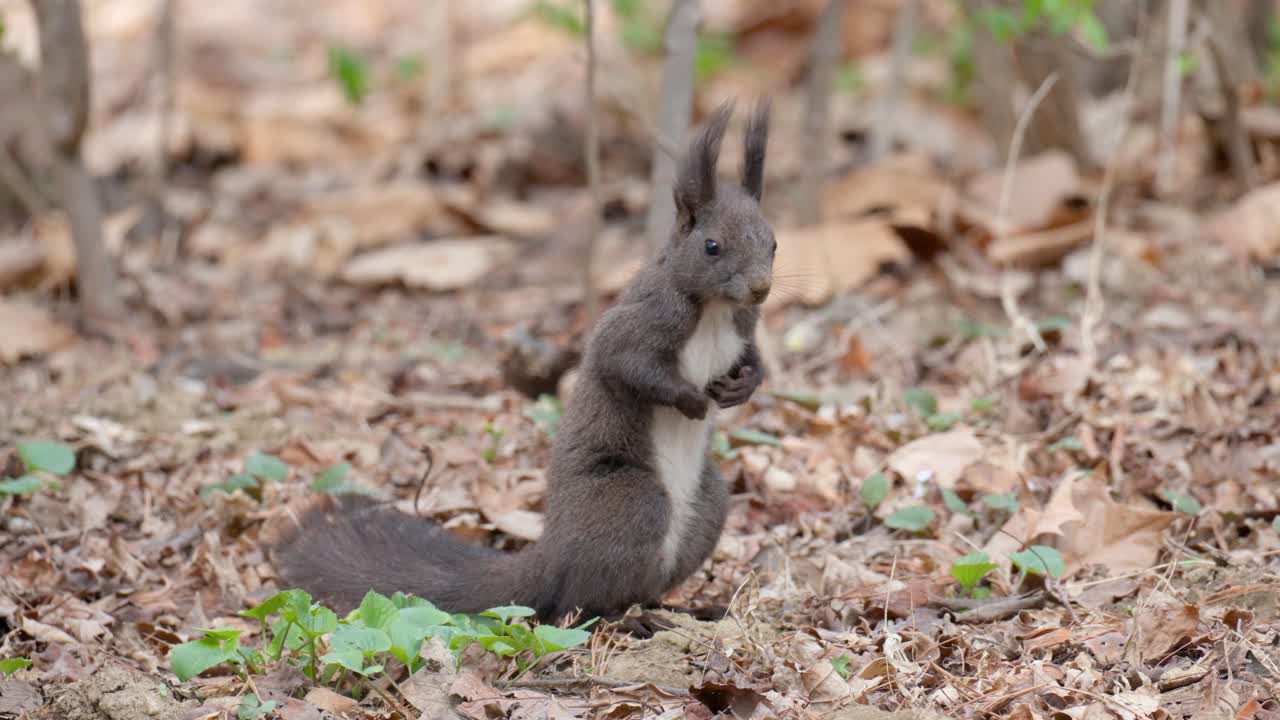 linda ardilla gris euroasiática de pie sobre las patas traseras en el suelo entre muchas hojas marrones caídas en el parque de primavera