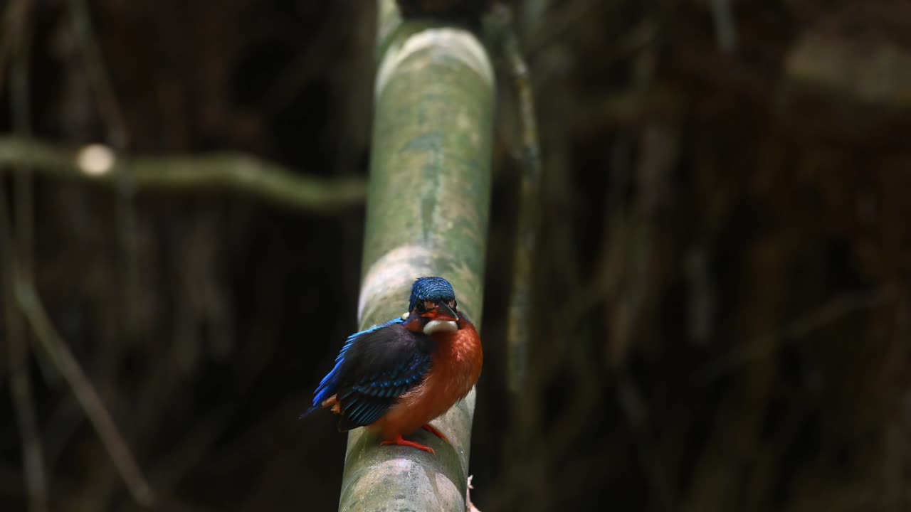 mirando hacia abajo y luego hacia arriba y hacia la derecha mientras las sombras bailan creadas por el sol de la tarde