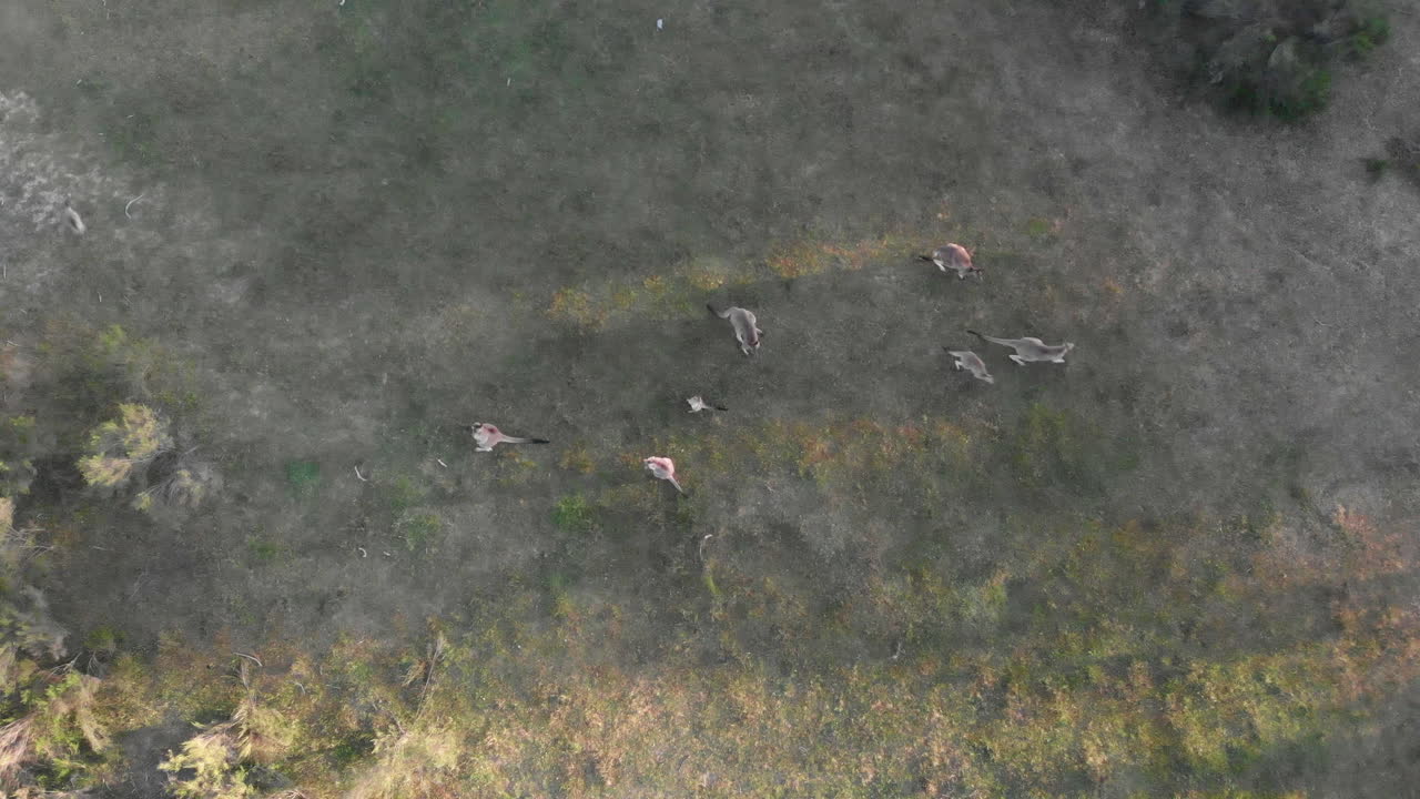 toma aérea de arriba hacia abajo sobre canguros saltando