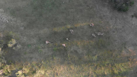 Aerial-top-down-shot-above-kangaroos-jumping-around