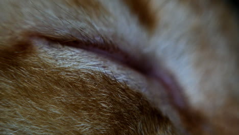 parte del ojo de un gato