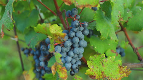 una vista de un racimo de uvas maduras con hojas de helecho en un día soleado moviéndose con viento fuerte antes de cosechar y preparar vino en la región de moravia del sur capturada a 4k 60fps