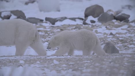 Nahaufnahme-Von-Eisbär-Und-Jungtier,-Die-Durch-Felsiges,-Schneebedecktes-Gebiet-Laufen